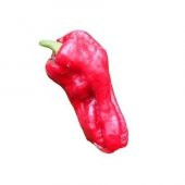 Nadir Çok Acı Urfa İsot Biberi Tohumu Ekim Seti 10 Tohum Saksı Toprak Kombin thumbnail 1