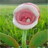 Nadir İthal Etobur Bitki Çiçeği Tohumu sinek Kapan Etçil Ekim Seti 5 Tohum Saksı Toprak Kombin thumbnail 3