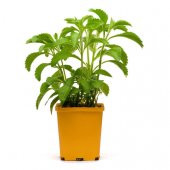 Eko Paket 40 Adet Tohum Stevia Tohumu Şekerotu Tohumu Şeker Otu Tohumu - 1