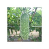 Nadir Tüylü Salatalık Tohumu Ekim Seti 5 Tohum Saksı Toprak Kombin thumbnail 2