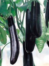 Nadir Diyarbakır Kemer Patlıcan Tohumu Ekim Seti 10 Tohum Saksı Toprak Kombin - 2