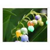 Çok Nadir İthal Renkli Çan Orkide Çiçeği Tohumu 5 Tohum - 4