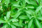 Eko Paket 40 Adet Tohum Stevia Tohumu Şekerotu Tohumu Şeker Otu Tohumu - 2