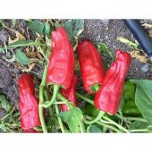 Nadir Çok Acı Urfa İsot Biberi Tohumu Ekim Seti 10 Tohum Saksı Toprak Kombin thumbnail 4