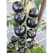 Nadir İthal Siyah Domates Tohumu Black Tomato 5 Tohum - 2