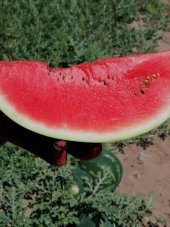 Süper Paket 100 Adet Tohum Meşhur Dev Adana Karpuzu Tohumu Karpuz Tohumu thumbnail 3