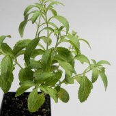 Eko Paket 40 Adet Tohum Stevia Tohumu Şekerotu Tohumu Şeker Otu Tohumu - 5