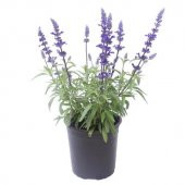 Süper Paket 75 Tohum Nadir Ada Çayı Tohumu Adaçayı Tohumu - 1