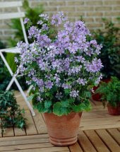 Eko Paket 50 Tohum Ebe Gömeci Tohumu Ebegömeci Tohumu Ebe Gümeci Tohumu Ebegümeci - 1