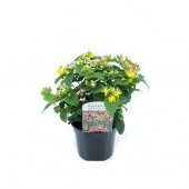 Eko Paket 50 Tohum Nadir Sarı Kantoron Tohumu Kantaron Tohumu - 1