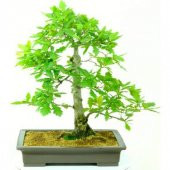 Nadir İthal Meşe Bonzai Ağacı Tohumu 3 Tohum Bonsai Tohumu thumbnail 1