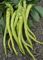 Acı Golden Cayenne Biber Tohumu Sarı Sivri Biber 10 Tohum - 2