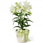 Nadir İthal Japon Zambak Tohumu 3 Tohum Çiçek Tohumu - 1