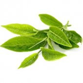 Nadir İthal Saksılık Japon Yeşil Çay Tohumu 3 Tohum - 2