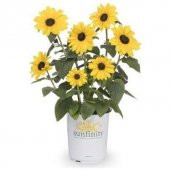 Süs Ayçiçeği Tohumu Ekim Seti 5 Tohum Çiçek Tohumu Saksı Toprak Kombin thumbnail 1