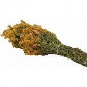 Eko Paket 50 Tohum Nadir Sarı Kantoron Tohumu Kantaron Tohumu - 4