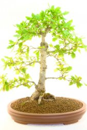 Nadir İthal Meşe Bonzai Ağacı Tohumu 3 Tohum Bonsai Tohumu thumbnail 4