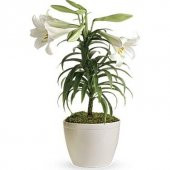 Nadir İthal Japon Zambak Tohumu 3 Tohum Çiçek Tohumu - 3