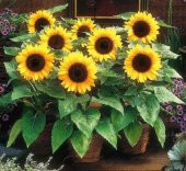 Süs Ayçiçeği Tohumu Ekim Seti 5 Tohum Çiçek Tohumu Saksı Toprak Kombin thumbnail 3