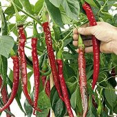 Nadir Uzun Kırmızı Acı Biber Tohumu 10 Tohum - 3