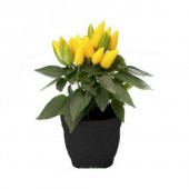 Acı Yayla Biberi Tohumu Ekim Seti 20 Tohum Biber Tohumu Saksı Toprak Kombin thumbnail 1