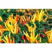 Acı Yayla Biberi Tohumu Ekim Seti 20 Tohum Biber Tohumu Saksı Toprak Kombin thumbnail 2