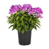 Karışık İthal Philox Çiçeği Tohumu 5 Tohum Phlox Tohumu Çiçek Tohumu - 1