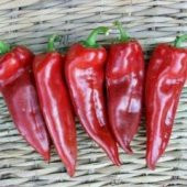 Közlemelik Kırmızı Biber Tohumu Ekim Seti Tatlı Biber Tohumu 20 Tohum Saksı Toprak Kombin - 2