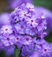 Karışık İthal Philox Çiçeği Tohumu 5 Tohum Phlox Tohumu Çiçek Tohumu - 2