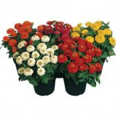 Karışık Kirli Hanım Çiçeği Tohumu 5 Tohum Çiçek Tohumu - 1