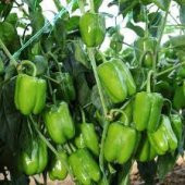 Tatlı Dolmalık Biber Tohumu Ekim Seti 20 Tohum Saksı Toprak Kombin - 4