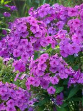 Karışık İthal Philox Çiçeği Tohumu 5 Tohum Phlox Tohumu Çiçek Tohumu - 3