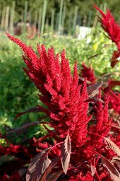 Nadir Püskül Çiçeği Tohumu Ekim Seti 5 Tohum Çiçek Tohumu Saksı Toprak Kombin - 2