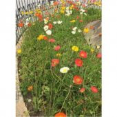 Karışık 5 Farklı Renk Gelincik Tohumu Ekim Seti 50 Tohum Çiçek Tohumu Saksı Toprak Kombin - 1