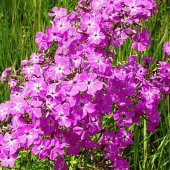 Karışık İthal Philox Çiçeği Tohumu 5 Tohum Phlox Tohumu Çiçek Tohumu - 4