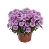 Yıldızpatı Çiçeği Tohumu 10 Tohum Çiçek Tohumu Yıldız Patı Çiçeği Tohumu thumbnail 3