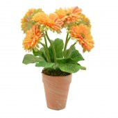Saksılık Karışık Gerbera Çiçeği Tohumu Ekim Seti 5 Tohum Çiçek Tohumu Saksı Toprak Kombin - 5