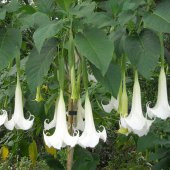 Nadir İthal Beyaz Angel Trumpet Tohumu 3 Tohum Meleklerin Borozanı Çiçeği Tohumu - 2
