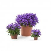 Nadir İthal Mor Campanula Çiçeği Tohumu Çiçek Tohumu 10 Tohum thumbnail 1