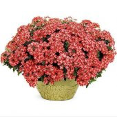 Nadir Karışık Verbana Çiçeği Tohumu Ekim Seti Çiçek Tohumu 5 Tohum Saksı Toprak Kombin thumbnail 1