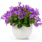 Nadir İthal Mor Campanula Çiçeği Tohumu Çiçek Tohumu 10 Tohum thumbnail 2