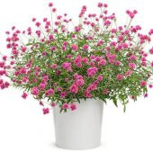 Nadir Medine Çiçeği Tohumu Ekim Seti 5 Tohum Çiçek Tohumu Saksı Toprak Kombin - 1