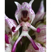 Nadir İthal İnsan Orkide Tohumu Ekim Seti 5 Tohum Orkide Çiçeği Tohumu Saksı Toprak Kombin - 1