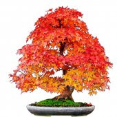 Nadir İthal Acer Negundo Bonzai Ağacı Tohumu Ekim Seti 5 Tohum Saksı Toprak Kombin thumbnail 1