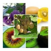 4 Farklı Renk Kivi Tohumu Ekim Seti Sarı Yeşil Kırmızı Mor 20 Tohum Saksı Toprak Kombin - 1