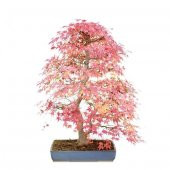 Nadir İthal Bodur Acer Platum Bonzai Ağacı Tohumu Ekim Seti 5 Tohum Saksı Toprak Kombin - 1