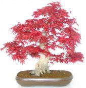 Nadir İthal Acer Negundo Bonzai Ağacı Tohumu Ekim Seti 5 Tohum Saksı Toprak Kombin thumbnail 2