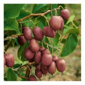 İthal Nadir Tropikal Kırmızı Kivi Tohumu Ekim Seti 5 Tohum Saksı Toprak Kombin thumbnail 2