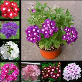 Nadir Karışık Verbana Çiçeği Tohumu Ekim Seti Çiçek Tohumu 5 Tohum Saksı Toprak Kombin thumbnail 4