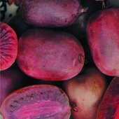 İthal Nadir Tropikal Kırmızı Kivi Tohumu Ekim Seti 5 Tohum Saksı Toprak Kombin thumbnail 3